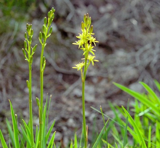 Narthecium ossifragum © 