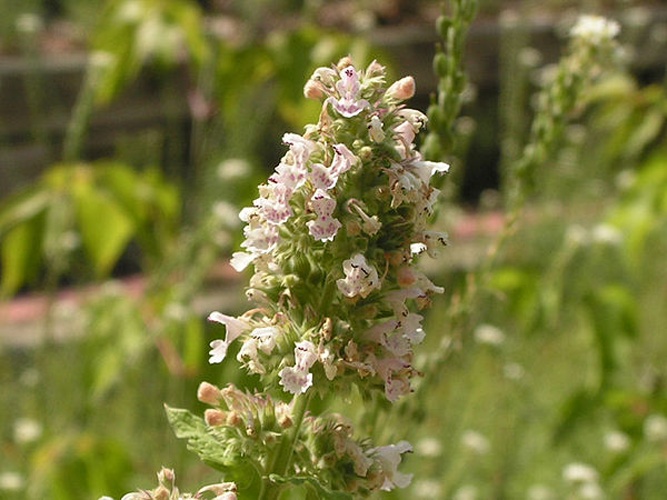 Nepeta cataria © <a href="//commons.wikimedia.org/wiki/User:Dger" title="User:Dger">D. Gordon E. Robertson</a>