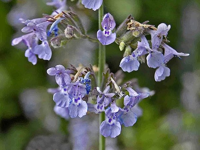 Nepeta nepetella &copy; <a href="//commons.wikimedia.org/wiki/User:Hectonichus" title="User:Hectonichus">Hectonichus</a>