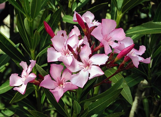 Nerium oleander © <a href="//commons.wikimedia.org/wiki/User:Alvesgaspar" title="User:Alvesgaspar">Alvesgaspar</a>