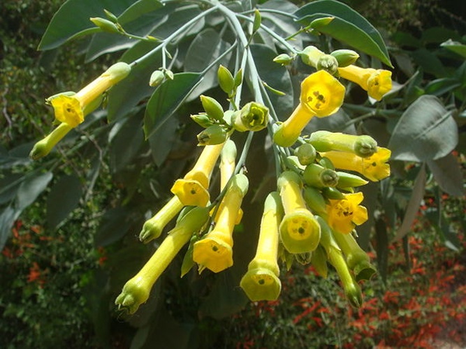 Nicotiana glauca © <a href="//commons.wikimedia.org/wiki/User:Miwasatoshi" title="User:Miwasatoshi">Miwasatoshi</a>