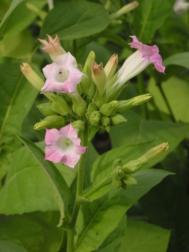 Nicotiana tabacum © <a href="//commons.wikimedia.org/wiki/User:Jom" title="User:Jom">Jom</a> / Joachim Müllerchen