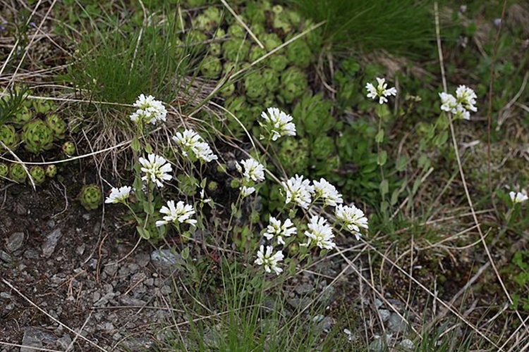 Noccaea alpestris © <a href="//commons.wikimedia.org/wiki/User:Pmau" title="User:Pmau">Pmau</a>