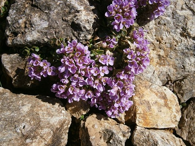 Noccaea rotundifolia © <a href="//commons.wikimedia.org/wiki/User:Meneerke_bloem" title="User:Meneerke bloem">Meneerke bloem</a>