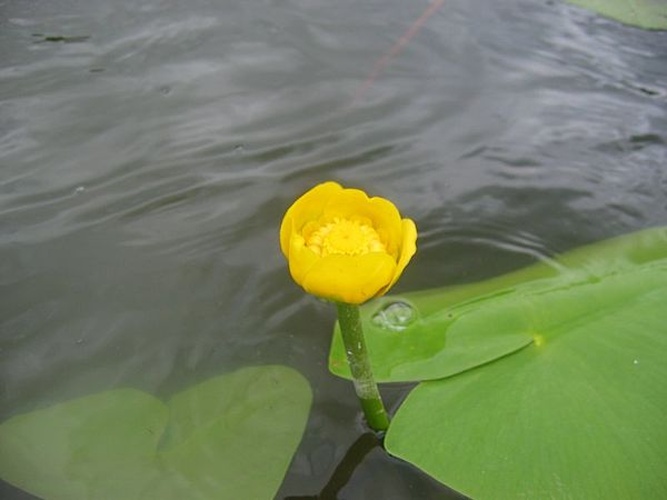 Nuphar lutea © Kristian Peters -- <a href="//commons.wikimedia.org/wiki/User:Fabelfroh" title="User:Fabelfroh">Fabelfroh</a> 15:38, 1 October 2006 (UTC)