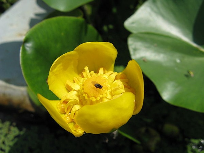 Nuphar pumila © KENPEI