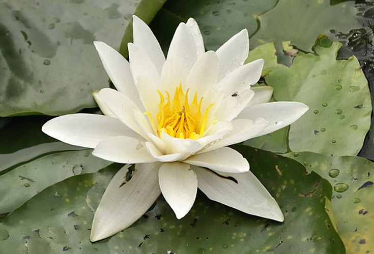 Nymphaea alba © <a href="//commons.wikimedia.org/wiki/User:DerHexer" title="User:DerHexer">DerHexer</a>