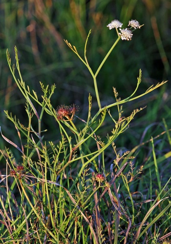 Oenanthe fistulosa © <a href="//commons.wikimedia.org/wiki/User:Fice" title="User:Fice">Christian Fischer</a>