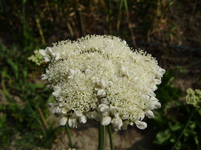 Oenanthe peucedanifolia © <a href="//commons.wikimedia.org/wiki/User:Rob_Hille" title="User:Rob Hille">Rob Hille</a>