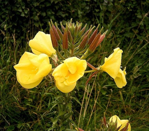Oenothera glazioviana &copy; Frank Vincentz