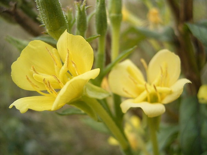 Oenothera parviflora © No machine-readable author provided. <a href="//commons.wikimedia.org/wiki/User:TeunSpaans" title="User:TeunSpaans">TeunSpaans</a> assumed (based on copyright claims).