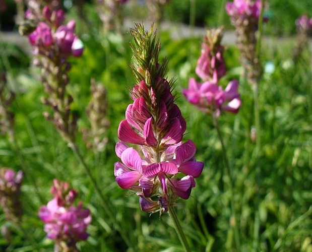 Onobrychis montana &copy; <a href="//commons.wikimedia.org/wiki/User:Flukeman" title="User:Flukeman">Flukeman</a>