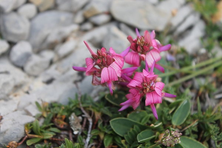 Onobrychis pyrenaica © <a href="//commons.wikimedia.org/w/index.php?title=User:Luis.aratores&amp;action=edit&amp;redlink=1" class="new" title="User:Luis.aratores (page does not exist)">Luis.aratores</a>