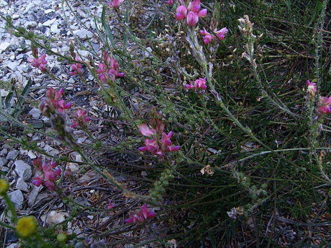 Onobrychis supina © <a href="//commons.wikimedia.org/wiki/User:Victor_M._Vicente_Selvas" title="User:Victor M. Vicente Selvas">Victor M. Vicente Selvas</a>