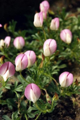 Ononis cristata © <a href="//commons.wikimedia.org/wiki/Ghislain118" class="mw-redirect" title="Ghislain118">Ghislain118 (AD)</a> <a rel="nofollow" class="external free" href="http://www.fleurs-des-montagnes.net">http://www.fleurs-des-montagnes.net</a>