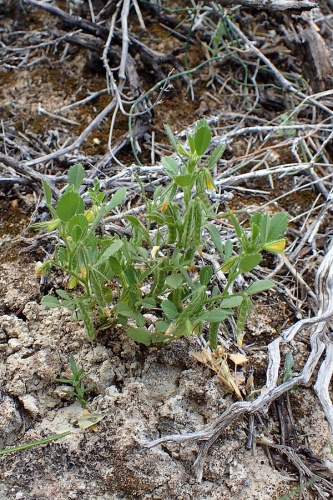 Ononis ornithopodioides &copy; <a href="//commons.wikimedia.org/wiki/User:Kenraiz" title="User:Kenraiz">Krzysztof Ziarnek, Kenraiz</a>