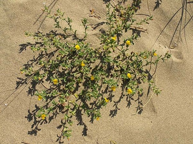 Ononis variegata © <a href="//commons.wikimedia.org/wiki/User:Etrusko25" title="User:Etrusko25">Etrusko25</a>