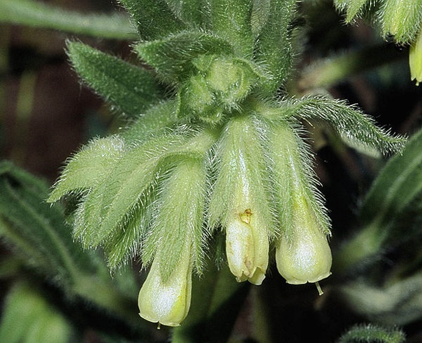Onosma arenaria &copy; 