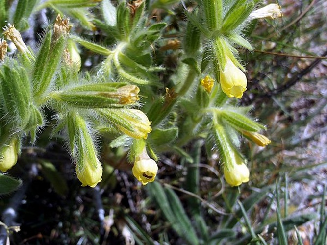 Onosma tricerosperma © <a href="//commons.wikimedia.org/wiki/User:Javier_martin" title="User:Javier martin">Javier martin</a>