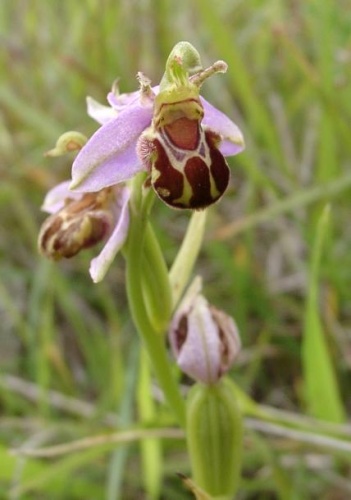 Ophrys apifera © The original uploader was <a href="https://en.wikipedia.org/wiki/User:(Automated_conversion)" class="extiw" title="wikipedia:User:(Automated conversion)">(Automated conversion)</a> at <a href="https://en.wikipedia.org/wiki/" class="extiw" title="wikipedia:">English Wikipedia</a>.