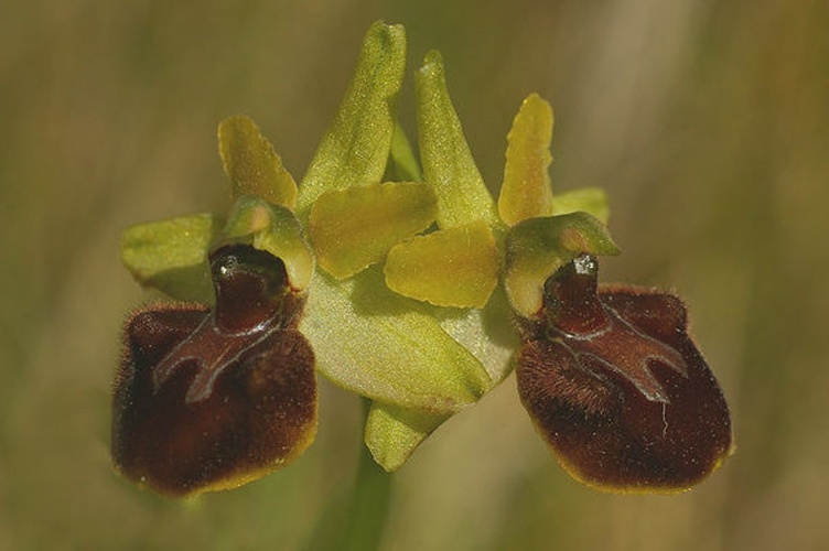 Ophrys sphegodes © <a rel="nofollow" class="external text" href="https://www.geograph.org.uk/profile/16999">Ian Capper</a>