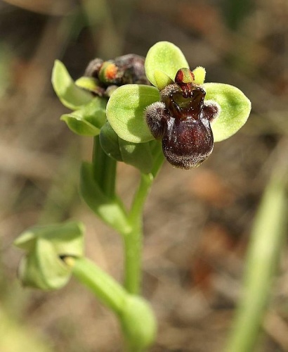 Ophrys bombyliflora © <div class="fn value">
<a href="//commons.wikimedia.org/wiki/User:Orchi" title="User:Orchi">Orchi</a>
</div>