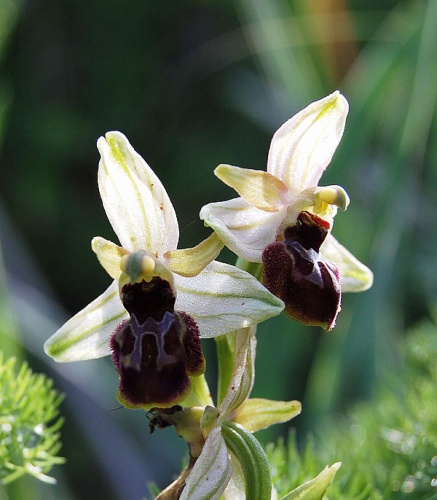 ophrys exaltata &copy; <a href="//commons.wikimedia.org/wiki/User:Esculapio" class="mw-redirect" title="User:Esculapio">Esculapio</a>
