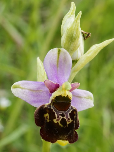 Ophrys fuciflora © (<a href="//commons.wikimedia.org/wiki/User:Biopics" title="User:Biopics">Hans Hillewaert</a>)