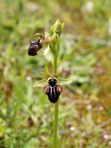 Ophrys incubacea © <a href="//commons.wikimedia.org/wiki/User:Biopics" title="User:Biopics">Hans Hillewaert</a>