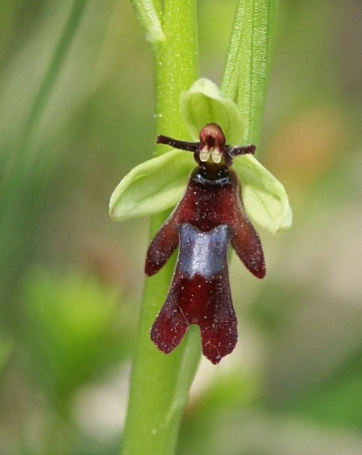 Ophrys insectifera © <a href="//commons.wikimedia.org/wiki/User:BerndH" title="User:BerndH">Bernd Haynold</a>