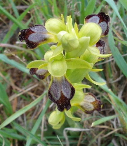 Ophrys lupercalis © 