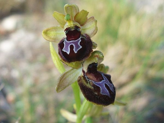 Ophrys provincialis © <a href="//commons.wikimedia.org/w/index.php?title=User:Semicolon&amp;action=edit&amp;redlink=1" class="new" title="User:Semicolon (page does not exist)">Semicolon</a>