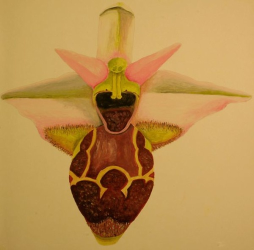 Ophrys santonica © Enrico Blasutto