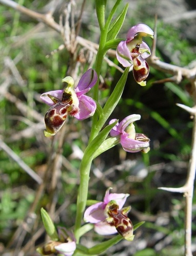 Ophrys scolopax © 