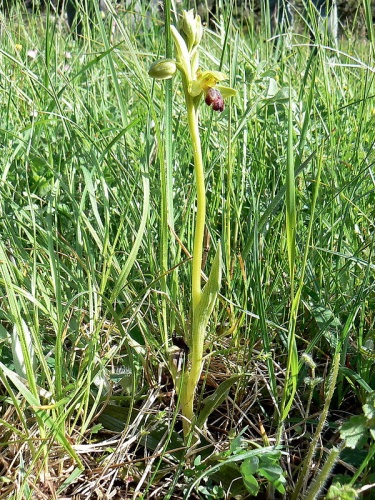 Ophrys sulcata © Johan Neegers