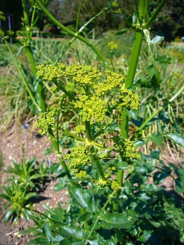 Opopanax chironius © <a href="//commons.wikimedia.org/wiki/User:Magnus_Manske" title="User:Magnus Manske">Magnus Manske</a>