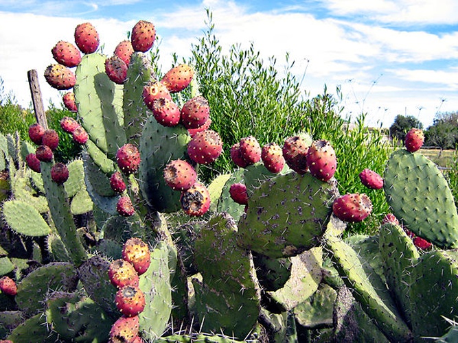 Opuntia ficus-indica © 