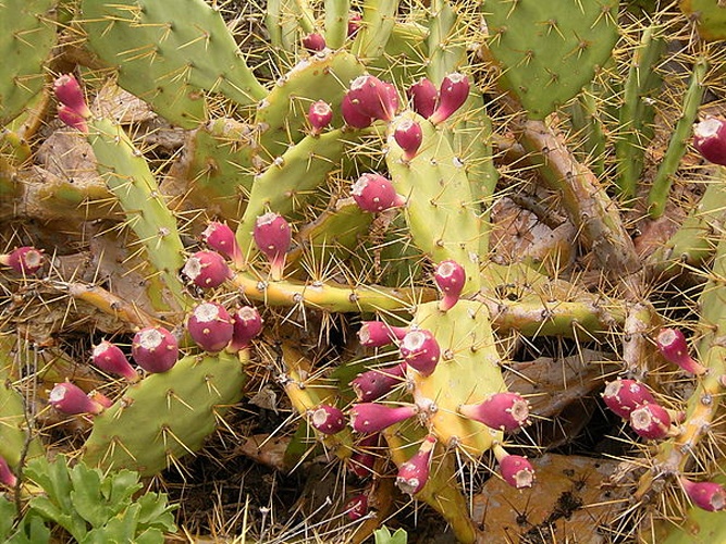 Opuntia stricta &copy; Frank Vincentz