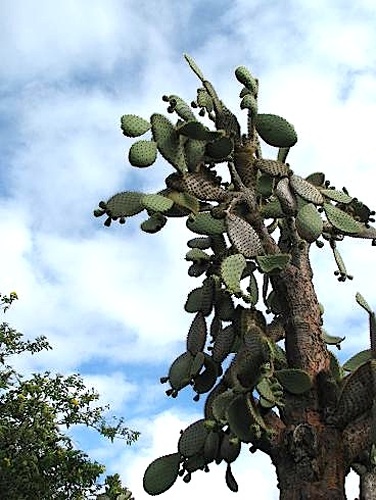 Opuntia tuna &copy; <a rel="nofollow" class="external text" href="https://www.flickr.com/people/66991851@N00">rebecca spurling</a>