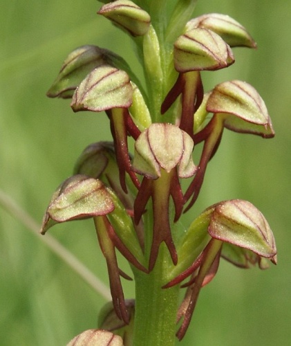 Orchis anthropophora &copy; 