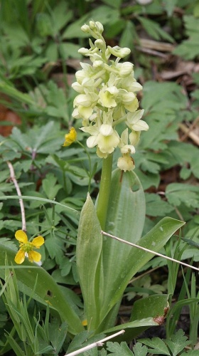 Orchis pallens &copy; 
