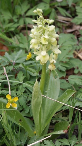 Orchis pallens © 