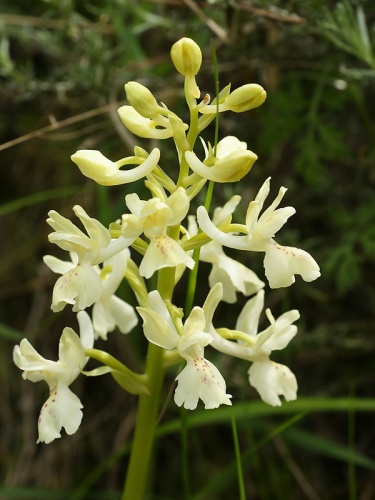 Orchis provincialis © <a href="//commons.wikimedia.org/wiki/User:Biopics" title="User:Biopics">Hans Hillewaert</a>