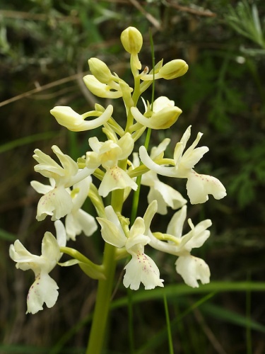 Orchis provincialis &copy; <a href="//commons.wikimedia.org/wiki/User:Biopics" title="User:Biopics">Hans Hillewaert</a>