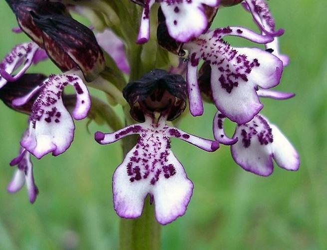 Orchis purpurea &copy; 