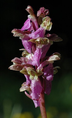 Orchis spitzelii © <a href="//commons.wikimedia.org/wiki/User:Mg-k" title="User:Mg-k">Mg-k</a>