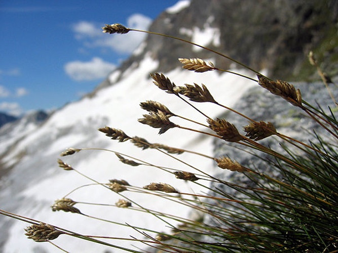 Oreochloa disticha &copy; <a href="//commons.wikimedia.org/wiki/User:Tigerente" title="User:Tigerente">Tigerente</a>