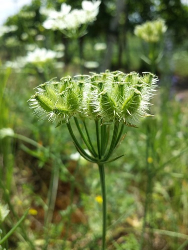 Orlaya grandiflora &copy; <a href="//commons.wikimedia.org/wiki/User:Stefan.lefnaer" title="User:Stefan.lefnaer">Stefan.lefnaer</a>