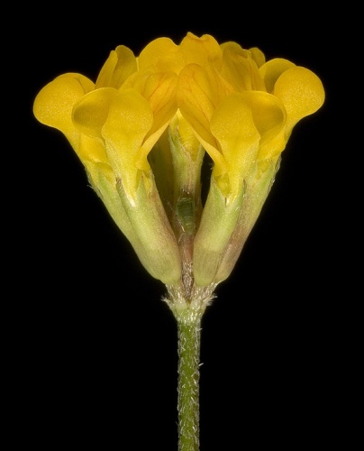 Ornithopus pinnatus © <a rel="nofollow" class="external text" href="https://www.flickr.com/people/66951228@N07">Kevin Thiele</a> from Perth, Australia