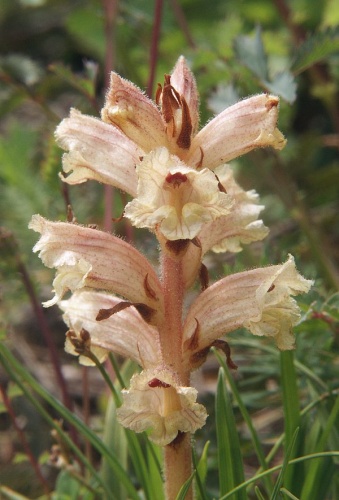 Orobanche alba &copy; <a href="//commons.wikimedia.org/wiki/User:BerndH" title="User:BerndH">Bernd Haynold</a>